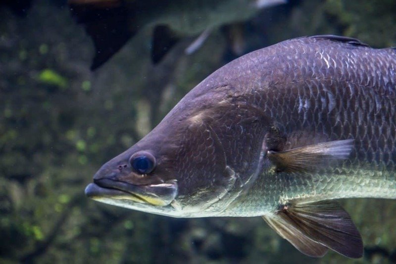 Darwin's Rich Marine Life -  Barramundi