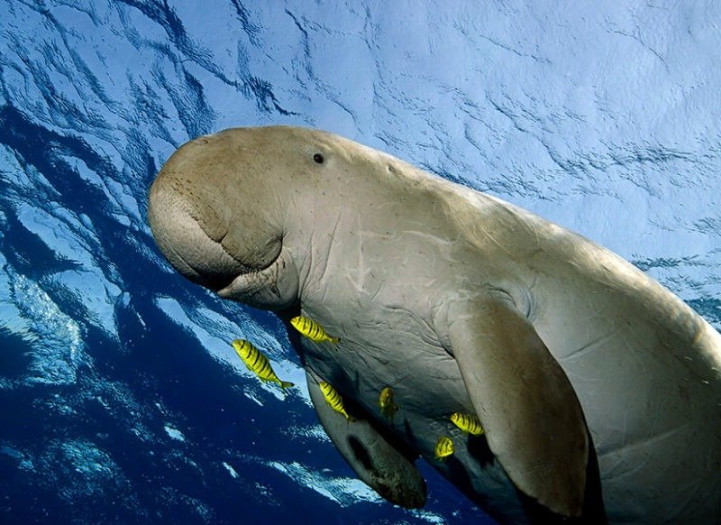 Darwin's Rich Marine Life - Dugong