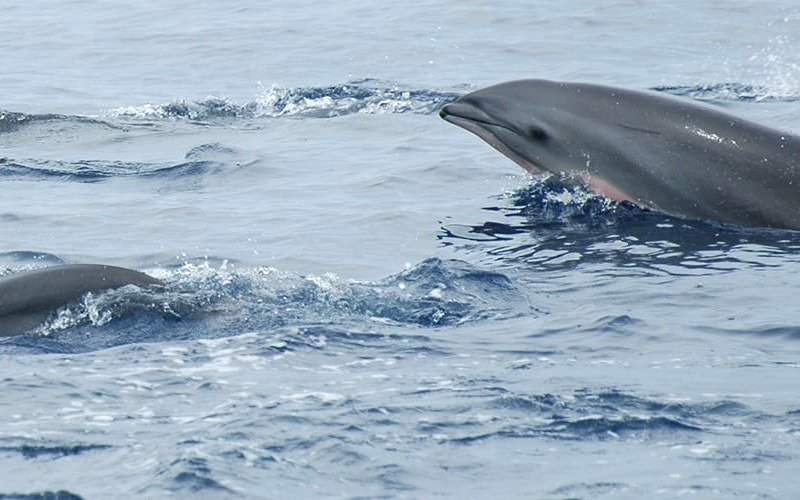 Timor Striped Dolphin